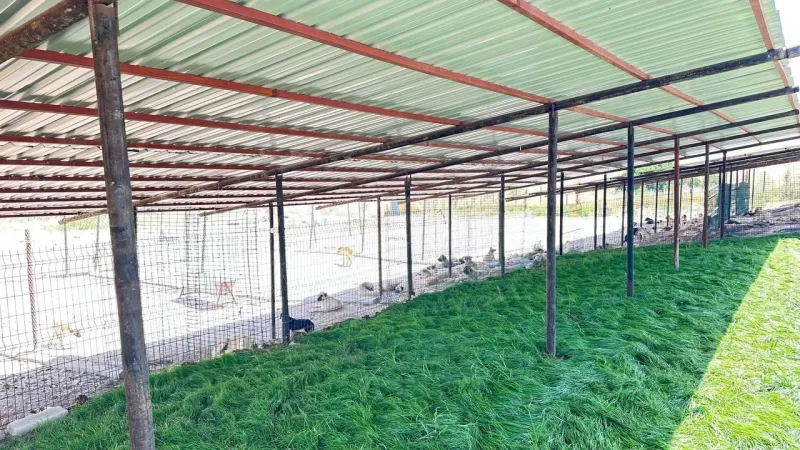 Adıyaman'da 13 ayda bine yakın sokakta yaşayan hayvan koruma altına alındı