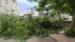 Ağaç park halindeki aracın üzerine devrildi, facia ucuz atlatıldı