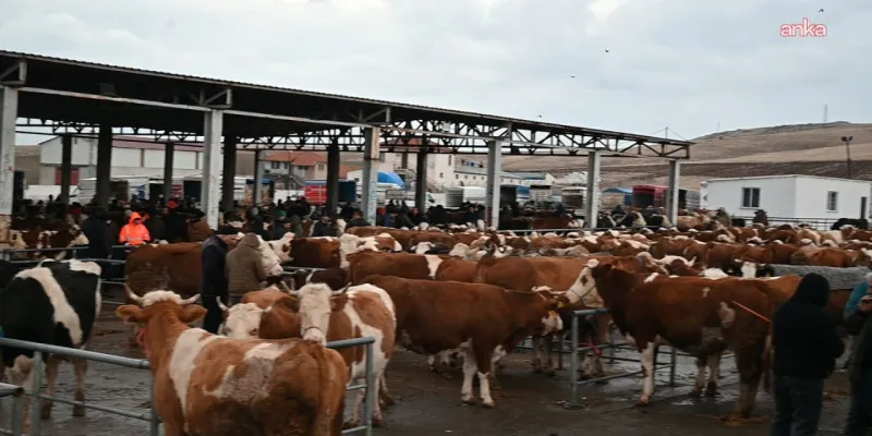 Bir kentte daha şap karantinası!