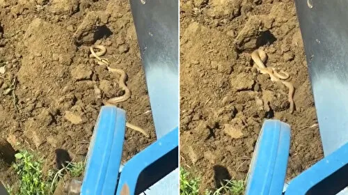 Elazığ'da hava ısındı: Yılanlar ortaya çıktı