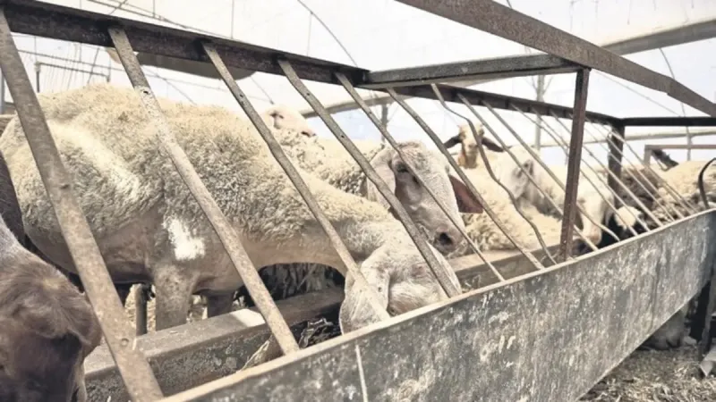 ESK'dan Kurbanlık Müjdesi! Pazarda Kalana Çare Geldi