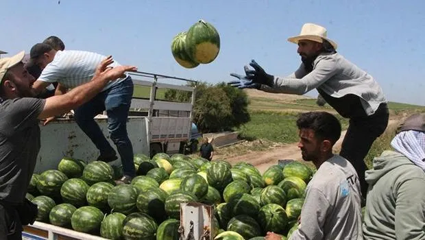 Kapuzda ilk hasat yapıldı... İşte tarladaki kilogram fiyatı