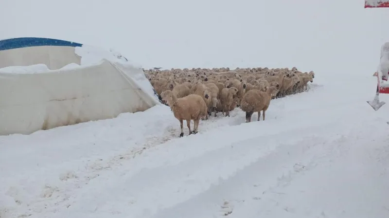 Kar Çadırı Çökertti: Sivas'ta 8 Koyun Can Verdi! Şok Detaylar
