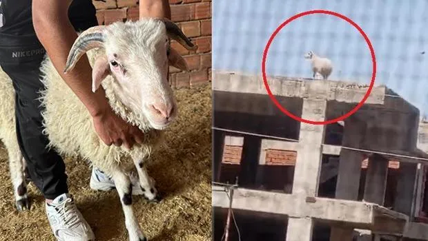 Kuzuyu Büyüttü, Koç 3 Katlı Binaya Tırmandı! Sonrası Şaşırtıcı