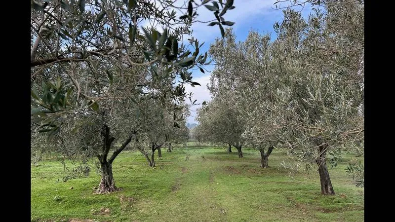 Murat Muratoğlu: Zeytin evladiyelik, maden günü kurtarır!