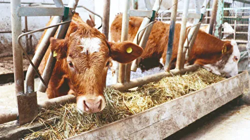 Büyükbaş Hayvan Desteği: 11 Bin Besiciye Müjde!