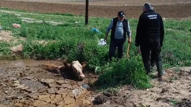 Çamura Batan İneği Kim Kurtardı? İtfaiye Ekiplerinin Zorlu Mücadelesi!