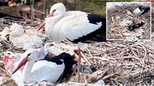 Leylekler Anneler Günü'nde Anne Oldu! Göç Etmeyen Leyleklerin Sırrı Ne?