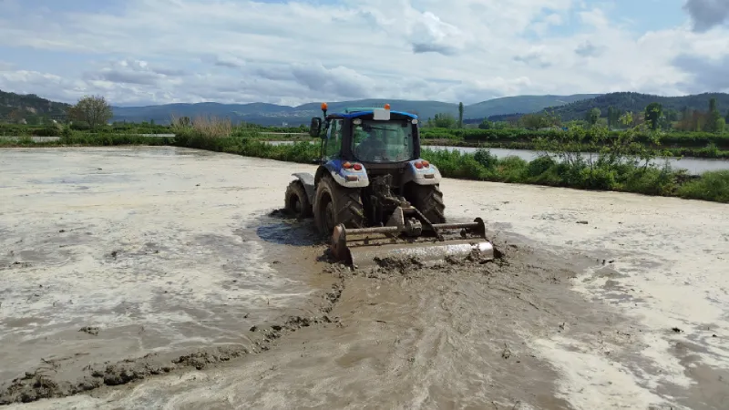 Sinop'ta Çeltik Hasadı Başladı! Rekor Üretim Beklentisi