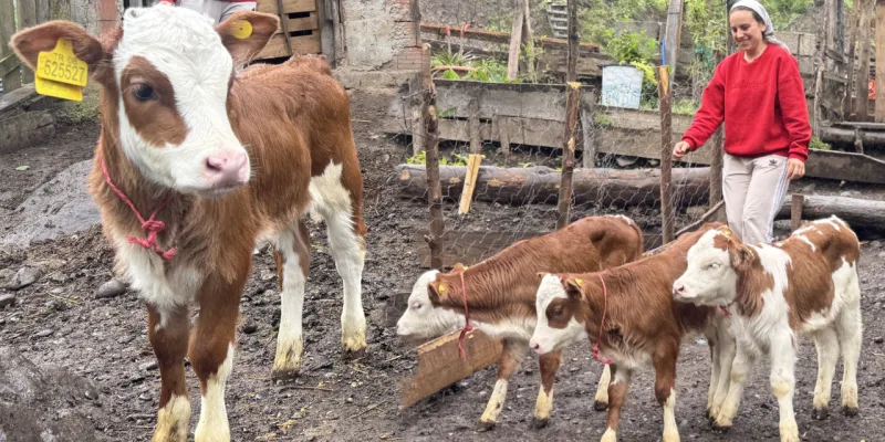 Artvin'de Şok! İnek Dördüz Doğurdu: Veterinerler Bile Şaşkın!
