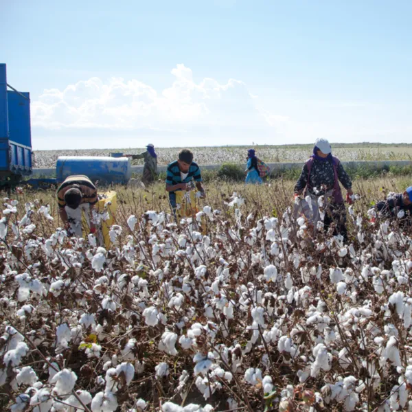 Pamuk Üreticisi Alarm Veriyor! Devlet Desteği Şart Mı?