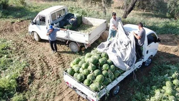 Aydın Karpuzu: Türkiye'nin Gözdesi! Saatlerce Sıra Bekliyorlar!