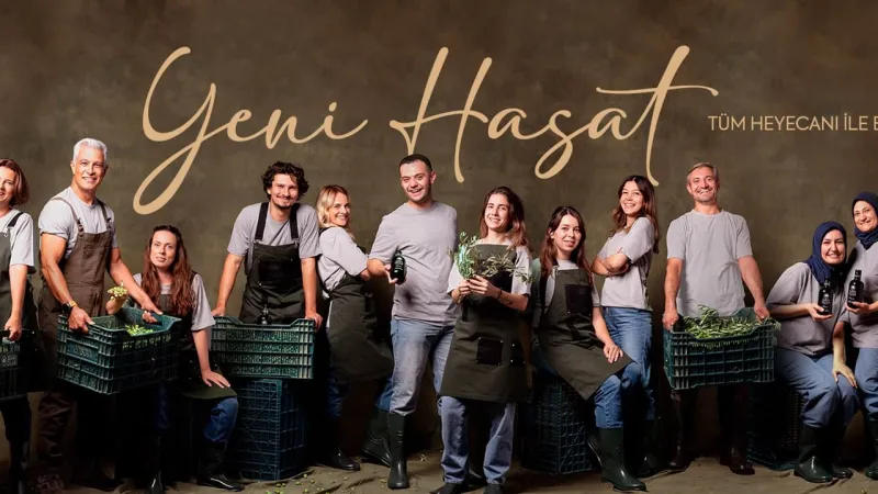 Zeytin Hasadı Başladı! Yağın Sırrı Erken Hasatta mı Saklı?
